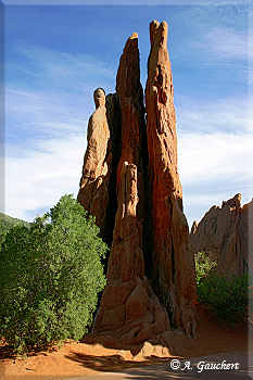 "Tree Graces"